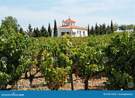 Spanish Vineyard, Montilla. Stock Image - Image of spanish, blue: 51871425