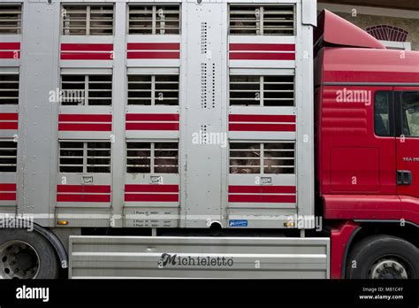 Image result for Loading Pigs for Processing