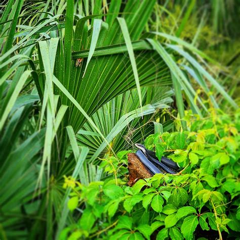 Tyler Mckenzie (@tropicaltrailnursery) • Instagram photos and videos