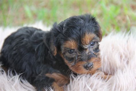 Teacup Yorkie Poo Full Grown Black