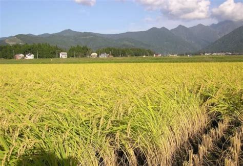 Four MNCs to promote 'smart agriculture standards' | Excel India Online ...