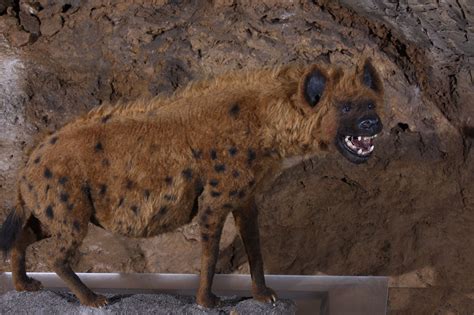 Cave Hyena Facts and Figures