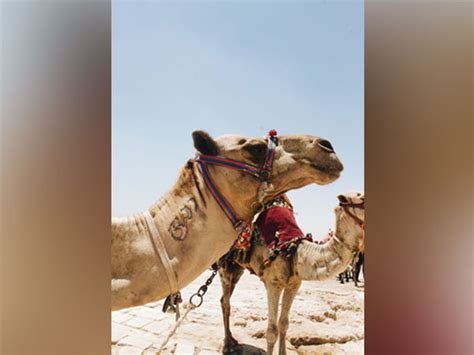 No Botox for camels? Over 40 disqualified from Saudi Arabia's beauty ...