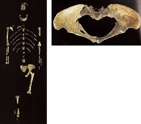 Image result for Australopithecus Skeleton