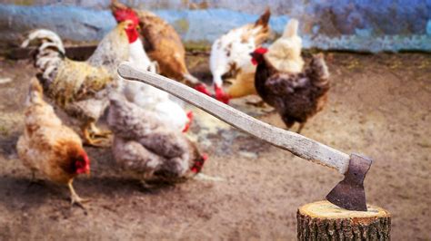 Image result for Chickens Getting Slaughtered