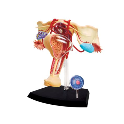 Buy 4D Human Organs Anatomical Model, 1: 1 Female Reproduction System ...
