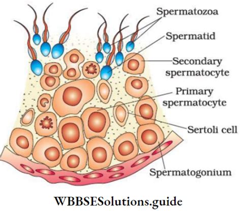 Image result for Class 12 Ka Biology Human Reproduction