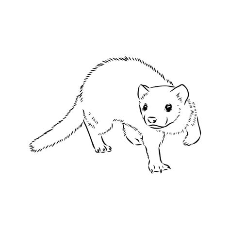 Images de Furet Dessin – Téléchargement gratuit sur Freepik