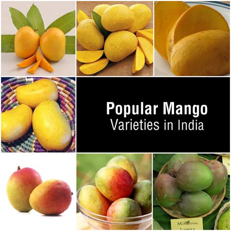 Image result for Mango Production Script Script