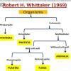 Best chart making trick on 5 kingdom classification - Brainly.in