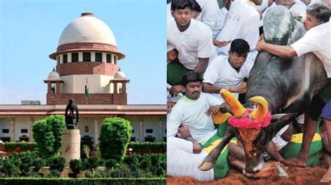 Jallikattu Supreme Court verdict: All you need to know about the decade ...
