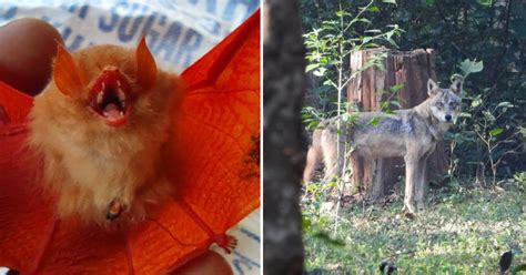 Orange Bat, Indian Wolf From Kanger Ghati National Park In Chhattisgarh