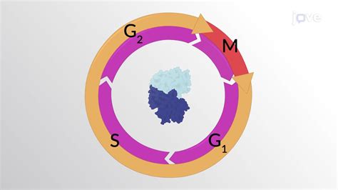 Image result for Cell Cycle Control Systems