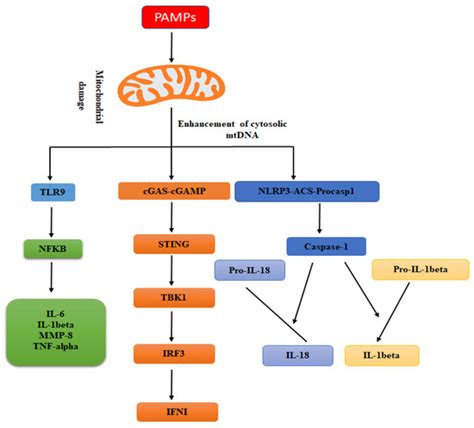 Genes | Special Issue : Mitochondrial Calcium Signaling, Mitochondrial ...