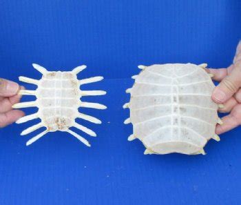 Image result for Empty Sea Turtle Shell