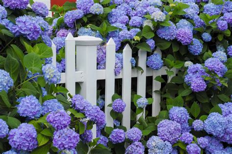 When Do Hydrangeas Bloom? Discover Peak Season by Zone - A-Z Animals