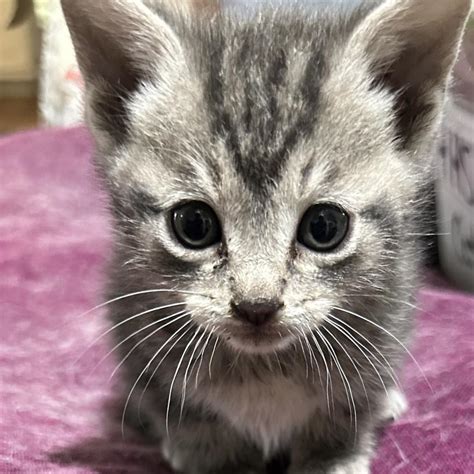 HELOTES - HUMANE SOCIETY