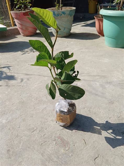 Golden Bloom Thai Grafted Sweet Red Tamarind Plant, Sweet Imli Tree ...