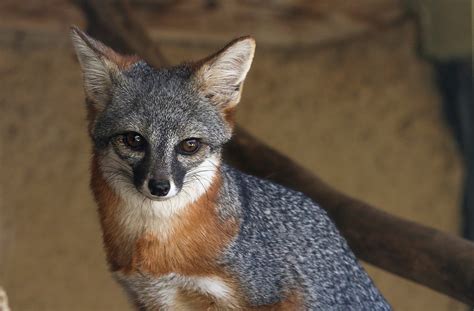 Channel Island Fox