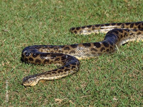 Python Frisst Eine Anakonda 的图像结果