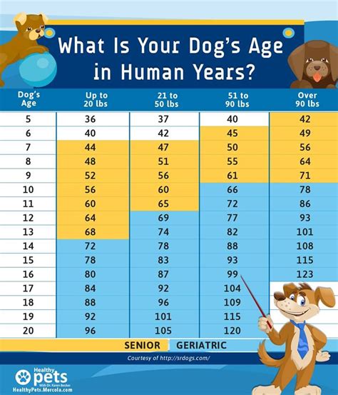 You might have heard to estimate each dog year for 7 human years, but ...