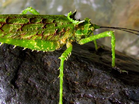 Bugs, Insects and Other Creepy Crawlies – Photos from Costa Rica