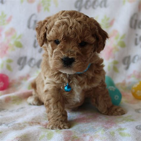 Dexter - Bichpoo Puppy for Sale in Millersburg, OH | Lancaster Puppies