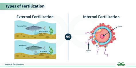 Image result for Human Internal Fertilization