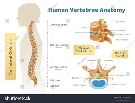 Human Vertebral Column Anatomy