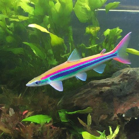 18 Freshwater Aquarium Sharks: Tank Setup, Care and More - Shark Truth