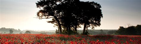 Download wallpaper field, summer, the sun, rays, light, trees, flowers ...