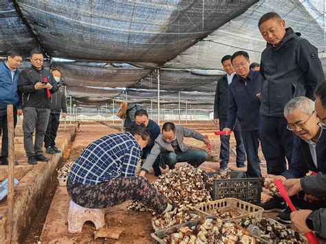 张掖市农业农村局-临泽：小蘑菇做成大产业