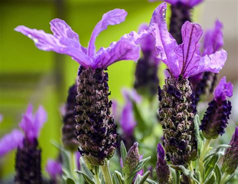 5 Extraordinary Lavender Plant Varieties to Explore for Different Uses ...