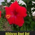 Image result for Root Rot Hibiscus