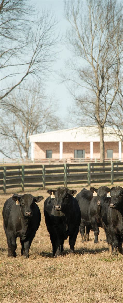 2023 Tanner Farms 17th Annual Pasture Performance Tested Bull Sale by ...