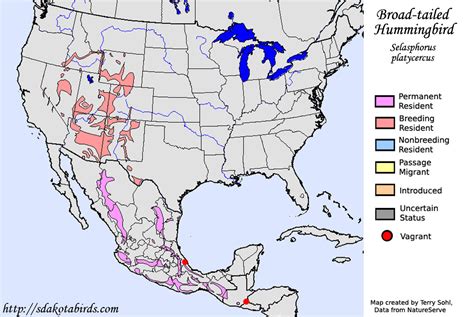 Image result for Hummingbird Distribution Map