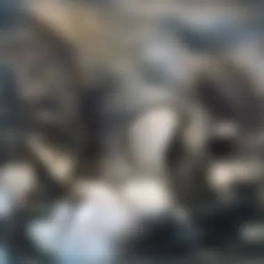 Data Process Utility 的图像结果