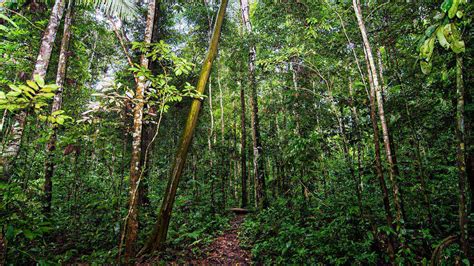 Jungle Ecosystem