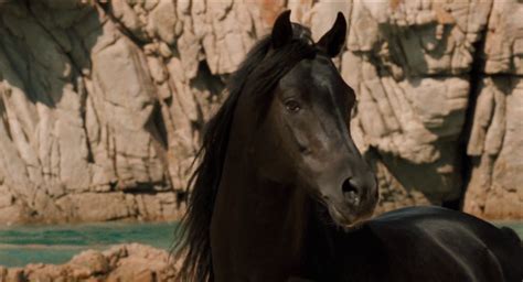 Black Stallion, The (1979) - FilmFanatic.org