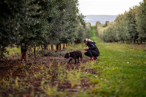 THE TRUFFLE FARM TASMANIA (2026) All You Need to Know BEFORE You Go ...