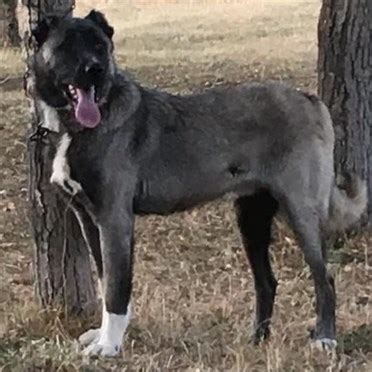 SİVAS ORİJİNAL KANGAL KÖPEK YAVRUSU ÜRETİM ÇİFTLİĞİ