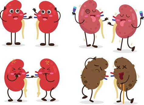 Kidney cartoon cute funny set. 20899193 Vector Art at Vecteezy