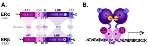 Estrogen Receptor Signaling in Breast Cancer