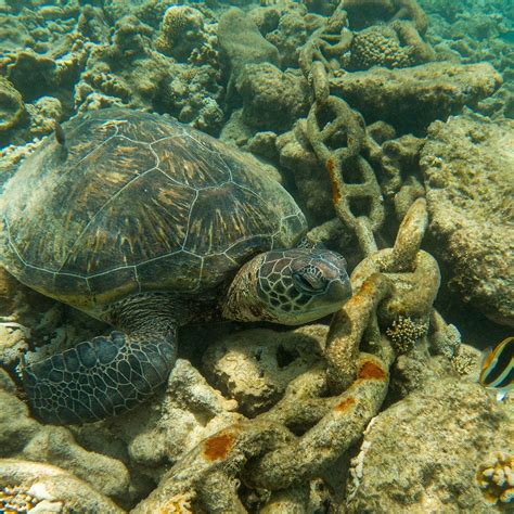 MARINE ADVENTURES (2025) All You Need to Know BEFORE You Go (with ...