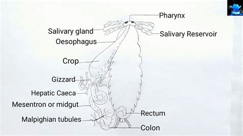 How to draw diagram of digestive system of cockroach | Friends in this video I will tell you ...