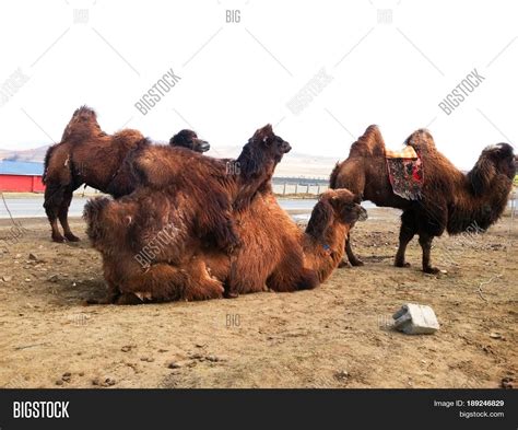Camels Humping