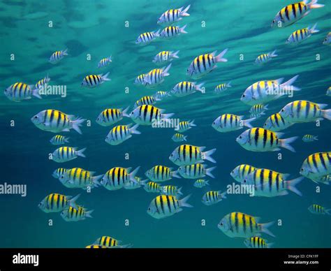 Sergeant-major fish school with water surface in background, underwater ...