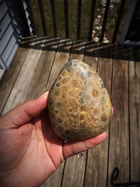 Beautifully Hand Polished Petoskey Stone!!