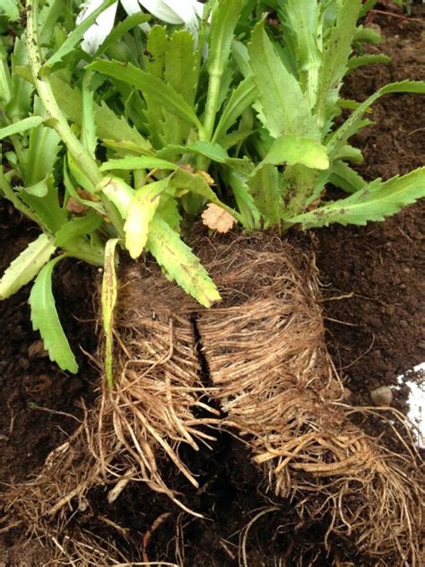 Image result for Planting a Root Bound Tree