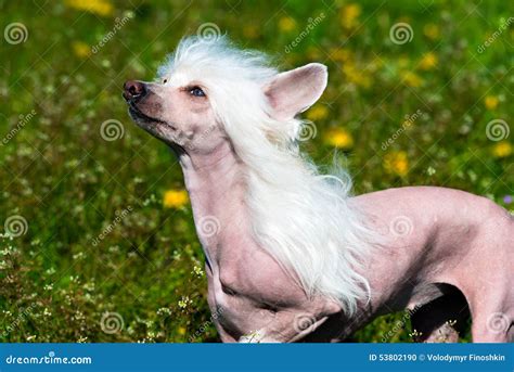 Chinese crested dog white. stock photo. Image of crested - 53802190